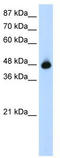 Obg-like ATPase 1 antibody, TA345728, Origene, Western Blot image 