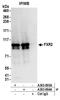 Fragile X mental retardation syndrome-related protein 2 antibody, A303-894A, Bethyl Labs, Immunoprecipitation image 