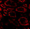 Ski oncogene antibody, A01062, Boster Biological Technology, Immunofluorescence image 