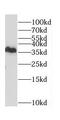 CD300 Molecule Like Family Member G antibody, FNab01462, FineTest, Western Blot image 