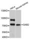 GRB2 Associated Binding Protein 2 antibody, LS-C748129, Lifespan Biosciences, Western Blot image 
