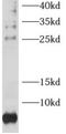 Ribosomal Protein L38 antibody, FNab07437, FineTest, Western Blot image 