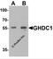GH3 Domain Containing antibody, 7061, ProSci, Western Blot image 