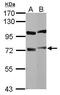 Dynein Cytoplasmic 1 Intermediate Chain 1 antibody, PA5-29504, Invitrogen Antibodies, Western Blot image 