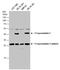 E-Tmod antibody, GTX130237, GeneTex, Western Blot image 