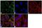 MYB Binding Protein 1a antibody, 40-1200, Invitrogen Antibodies, Immunofluorescence image 
