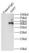 Haptoglobin antibody, FNab03755, FineTest, Immunoprecipitation image 