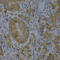 Bridging Integrator 1 antibody, 18-160, ProSci, Immunohistochemistry frozen image 