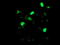 LIM/homeobox protein Lhx1 antibody, TA504527, Origene, Immunofluorescence image 