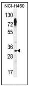 Olfactory Receptor Family 2 Subfamily Z Member 1 antibody, AP53045PU-N, Origene, Western Blot image 