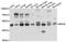 KAP1 antibody, abx136035, Abbexa, Western Blot image 
