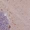 L3MBTL Histone Methyl-Lysine Binding Protein 3 antibody, HPA053035, Atlas Antibodies, Immunohistochemistry frozen image 