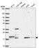 Cytosolic Iron-Sulfur Assembly Component 2A antibody, PA5-66628, Invitrogen Antibodies, Western Blot image 