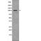 RB Binding Protein 8, Endonuclease antibody, abx218217, Abbexa, Western Blot image 