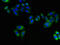 ARL6IP1 antibody, LS-C395560, Lifespan Biosciences, Immunofluorescence image 