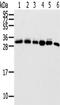 SUMO Peptidase Family Member, NEDD8 Specific antibody, TA350399, Origene, Western Blot image 