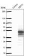 Septin 1 antibody, NBP1-84251, Novus Biologicals, Western Blot image 