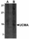 Upper Zone Of Growth Plate And Cartilage Matrix Associated antibody, orb94284, Biorbyt, Western Blot image 