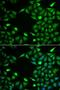 Integrator Complex Subunit 6 antibody, LS-C334844, Lifespan Biosciences, Immunofluorescence image 