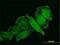 Interleukin 1 Beta antibody, MCA5542Z, Bio-Rad (formerly AbD Serotec) , Immunofluorescence image 