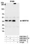 BRISC And BRCA1 A Complex Member 1 antibody, A302-516A, Bethyl Labs, Immunoprecipitation image 