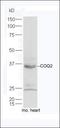 Chromodomain-helicase-DNA-binding protein 6 antibody, orb182585, Biorbyt, Western Blot image 