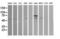 ETS Transcription Factor ERG antibody, LS-C174684, Lifespan Biosciences, Western Blot image 