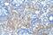 Defective In Cullin Neddylation 1 Domain Containing 1 antibody, NBP1-56537, Novus Biologicals, Immunohistochemistry frozen image 