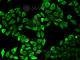 Raf-1 Proto-Oncogene, Serine/Threonine Kinase antibody, A0223, ABclonal Technology, Immunofluorescence image 