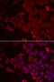 MARCKS Like 1 antibody, 22-727, ProSci, Immunofluorescence image 