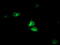 Heme Oxygenase 2 antibody, LS-C173520, Lifespan Biosciences, Immunofluorescence image 