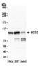 BICD Cargo Adaptor 2 antibody, A303-318A, Bethyl Labs, Western Blot image 