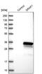 DR1 Associated Protein 1 antibody, PA5-52348, Invitrogen Antibodies, Western Blot image 