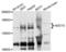 AC-III antibody, LS-C409419, Lifespan Biosciences, Western Blot image 