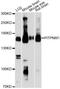 Phosphatidylinositol Transfer Protein Membrane Associated 1 antibody, A13063, ABclonal Technology, Western Blot image 