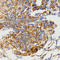 Glutamate Metabotropic Receptor 8 antibody, A2964, ABclonal Technology, Immunohistochemistry paraffin image 