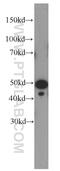 Hsp110 antibody, 66188-1-Ig, Proteintech Group, Western Blot image 