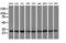 DNA-directed RNA polymerases I, II, and III subunit RPABC1 antibody, LS-C337290, Lifespan Biosciences, Western Blot image 