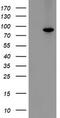 Mitochondrial Intermediate Peptidase antibody, LS-C336936, Lifespan Biosciences, Western Blot image 