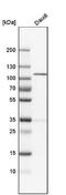 N-alpha-acetyltransferase 15, NatA auxiliary subunit antibody, NBP1-92165, Novus Biologicals, Western Blot image 