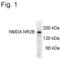 GRIN2B antibody, PA3-4665, Invitrogen Antibodies, Western Blot image 