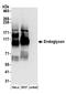 Podocalyxin Like 2 antibody, A304-484A, Bethyl Labs, Western Blot image 