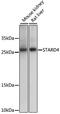 StAR-related lipid transfer protein 4 antibody, A15955, ABclonal Technology, Western Blot image 