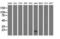 Elf1 antibody, LS-C115440, Lifespan Biosciences, Western Blot image 