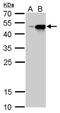 Craniofacial Development Protein 1 antibody, NBP2-43760, Novus Biologicals, Western Blot image 