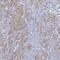 SAT antibody, HPA049781, Atlas Antibodies, Immunohistochemistry frozen image 