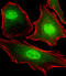 Far Upstream Element Binding Protein 3 antibody, M08695, Boster Biological Technology, Immunofluorescence image 