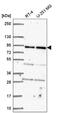 G Elongation Factor Mitochondrial 1 antibody, NBP2-55712, Novus Biologicals, Western Blot image 