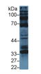 Cyclin D1 antibody, LS-C294102, Lifespan Biosciences, Western Blot image 