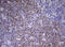 Cell Division Cycle Associated 7 Like antibody, LS-C789737, Lifespan Biosciences, Immunohistochemistry frozen image 
